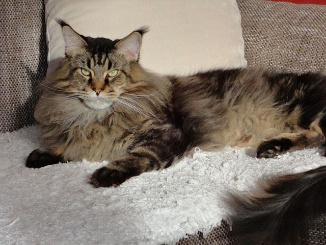 Maine Coon male - www.maine-coons.sk