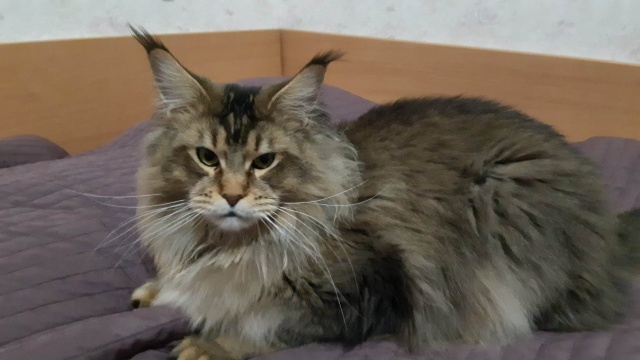 Kocúr plemena Maine Coon - www.maine-coons.sk