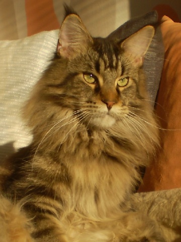 Maine Coon - mainská mývalia mačka - www.maine-coons.sk