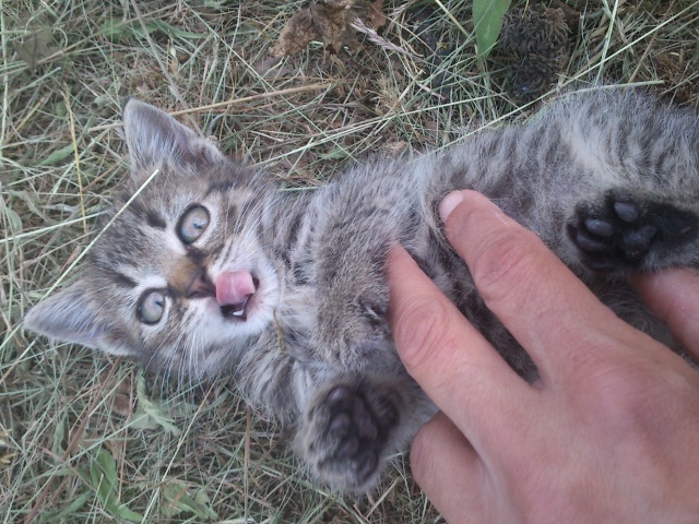 Maine Coon - mainská mývalia mačka - www.maine-coons.sk