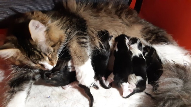 Maine Coon - mainská mývalia mačka - www.maine-coons.sk