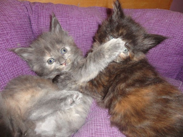 Maine Coon - mainská mývalia mačka - www.maine-coons.sk