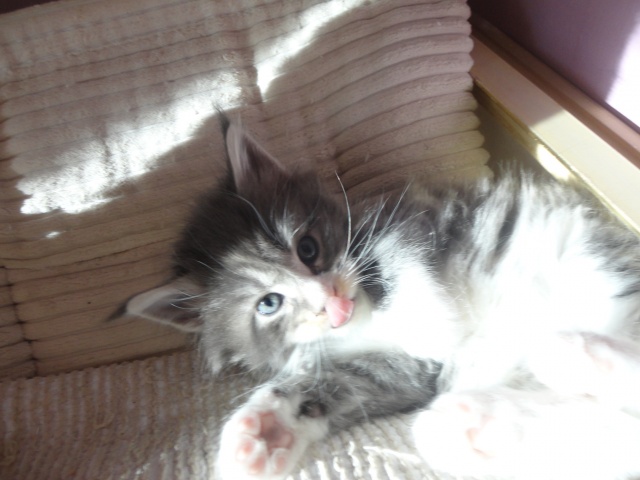 Maine Coon - mainská mývalia mačka - www.maine-coons.sk