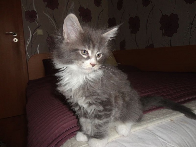 Maine Coon - mainská mývalia mačka - www.maine-coons.sk