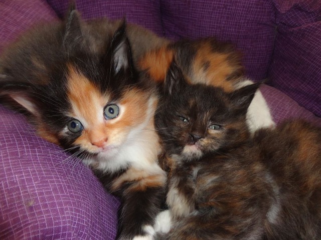 Maine Coon - mainská mývalia mačka - www.maine-coons.sk