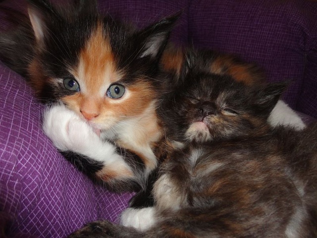 Maine Coon - mainská mývalia mačka - www.maine-coons.sk