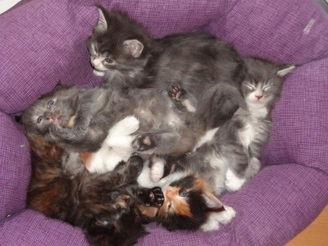 Maine Coon - mainská mývalia mačka - www.maine-coons.sk