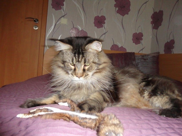 Maine Coon - mainská mývalia mačka - www.maine-coons.sk