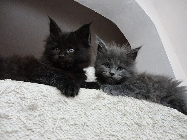 Maine Coon - mainská mývalia mačka - www.maine-coons.sk