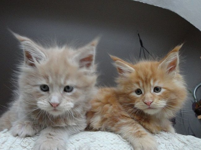 Maine Coon - mainská mývalia mačka - www.maine-coons.sk