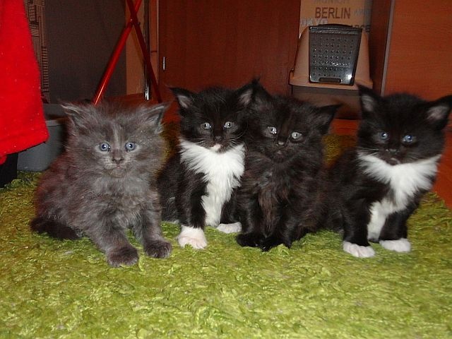 Maine Coon - mainská mývalia mačka - www.maine-coons.sk