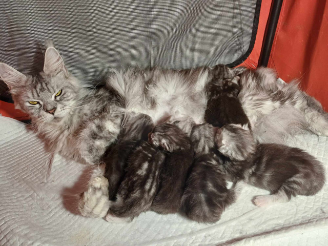 Maine Coon - mainská mývalia mačka - www.maine-coons.sk