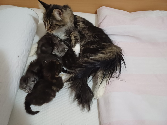 Maine Coon - mainská mývalia mačka - www.maine-coons.sk