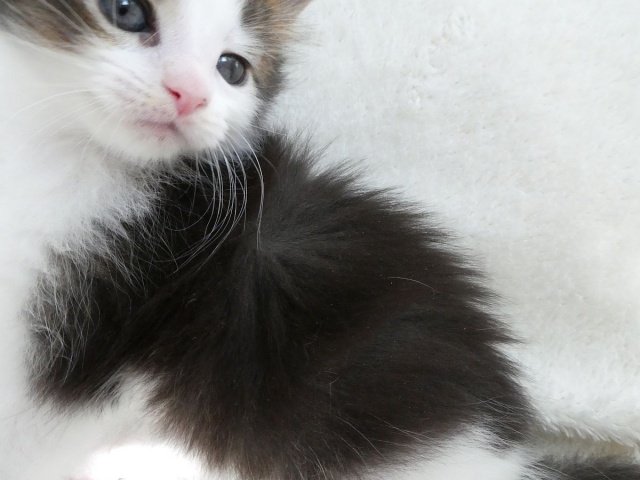 Maine Coon - mainská mývalia mačka - www.maine-coons.sk
