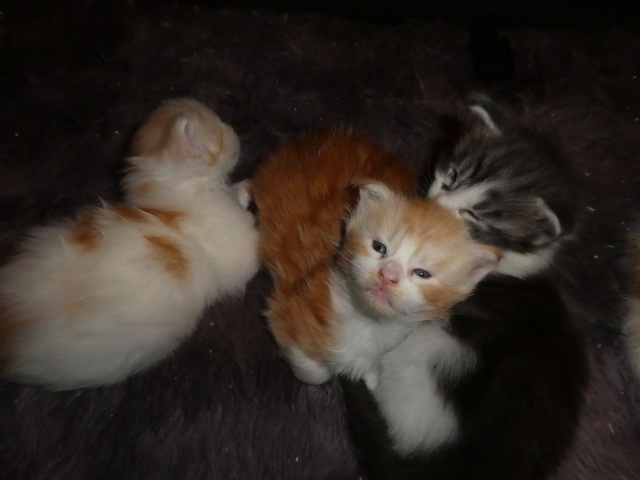Maine Coon - mainská mývalia mačka - www.maine-coons.sk