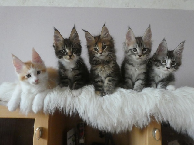 Maine Coon - mainská mývalia mačka - www.maine-coons.sk