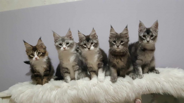 Maine Coon - mainská mývalia mačka - www.maine-coons.sk