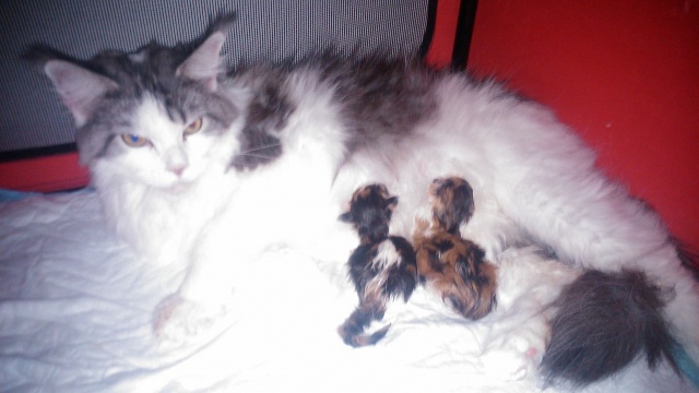 Maine Coon - mainská mývalia mačka - www.maine-coons.sk