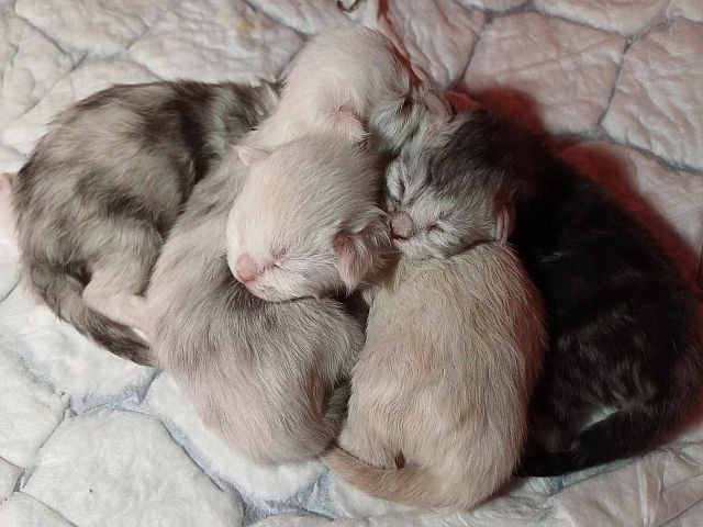 Maine Coon - mainská mývalia mačka - www.maine-coons.sk