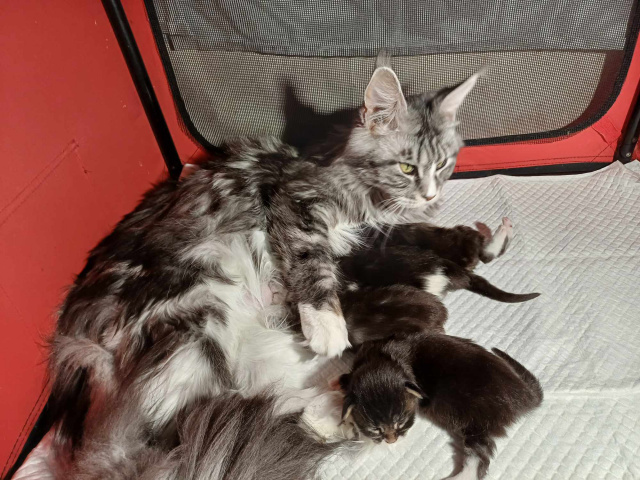 Maine Coon - mainská mývalia mačka - www.maine-coons.sk