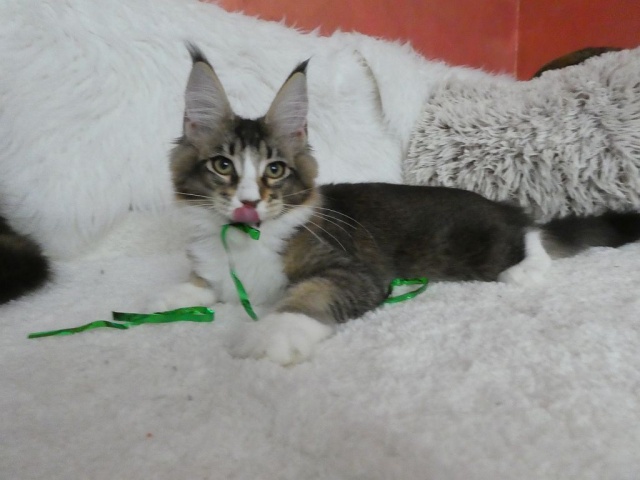 Maine Coon - mainská mývalia mačka - www.maine-coons.sk