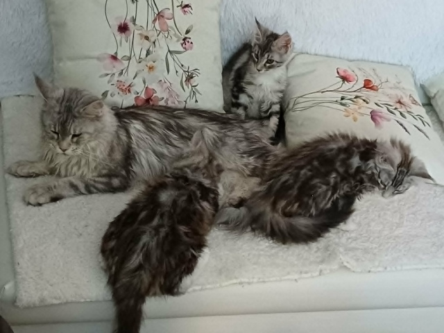 Maine Coon - mainská mývalia mačka - www.maine-coons.sk