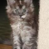 Maine Coon Female