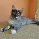 Maine Coon Female