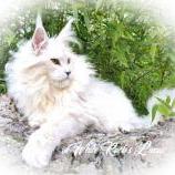 Maine Coon Female