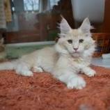 Maine Coon Female