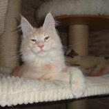 Maine Coon Female