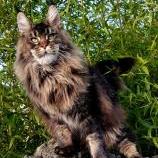 Maine Coon Female