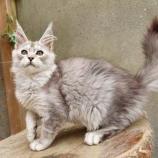 Maine Coon Female