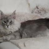 Maine Coon Female