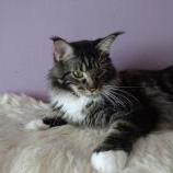 Maine Coon Female