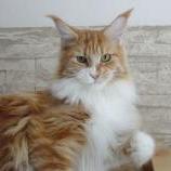 Maine Coon Female