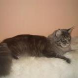 Maine Coon Female