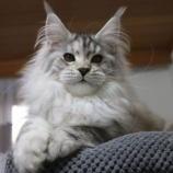 Maine Coon Female