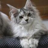 Maine Coon Female