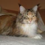 Maine Coon Female