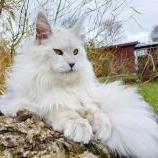 Maine Coon Female