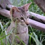 Maine Coon Female