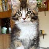 Maine Coon Female