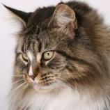 Maine Coon Female