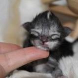 Maine Coon Female