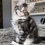 Maine Coon Female