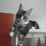 Maine Coon Female