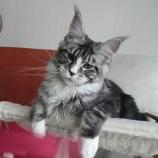 Maine Coon Female