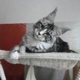 Maine Coon Female