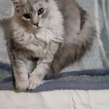 Maine Coon Female